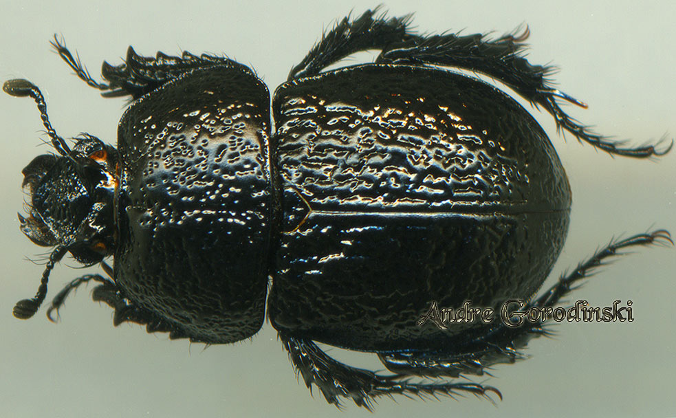 http://www.gorodinski.ru/geotrupes/Geotrupes gongga.jpg